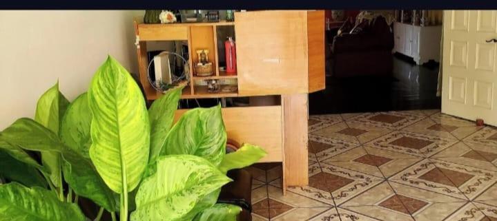 Pink Hibiscus Bed And Breakfast Montego Bay Extérieur photo